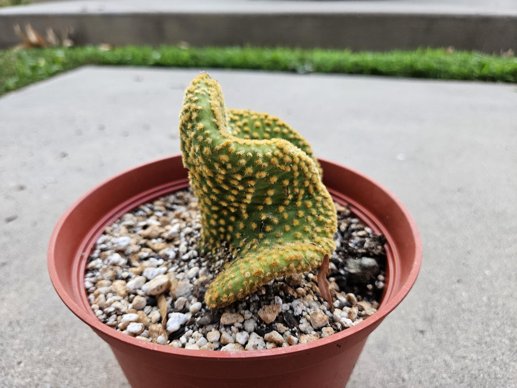 6" Opuntia Microdasys - Bunny Ears Cactus