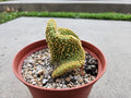 6" Opuntia Microdasys - Bunny Ears Cactus