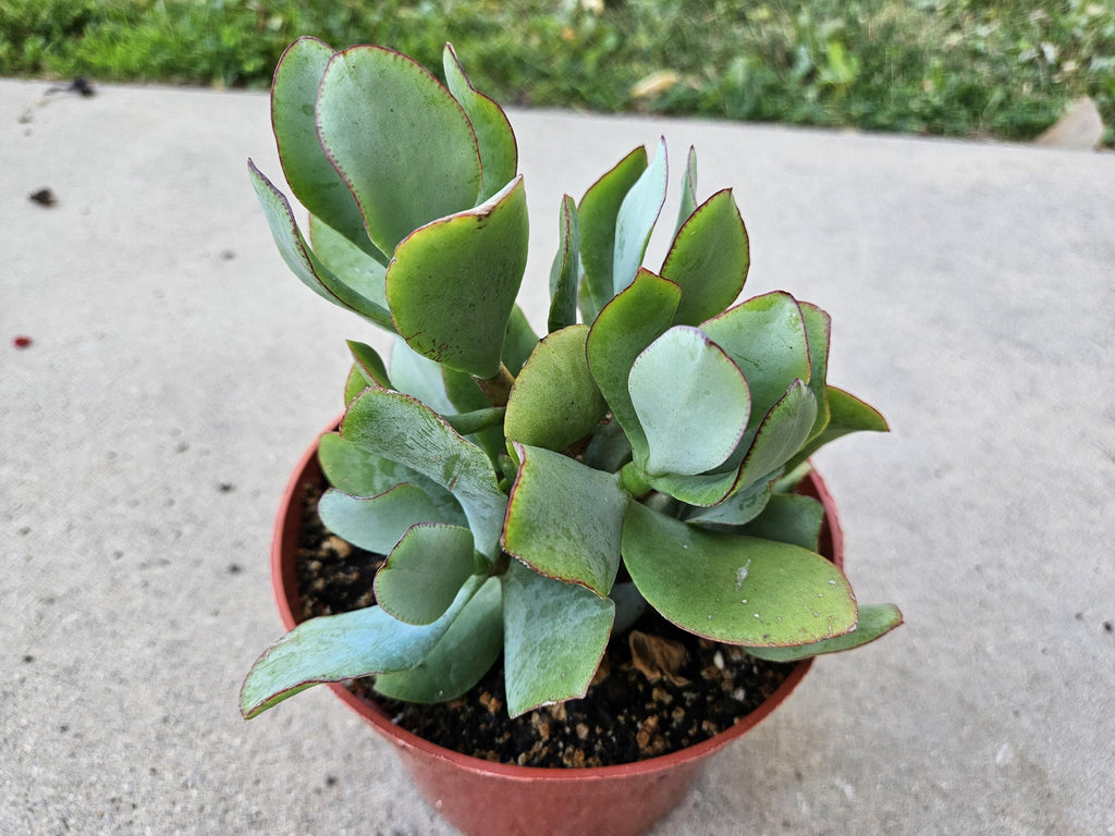 6" Ripple Jade