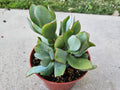 6" Ripple Jade