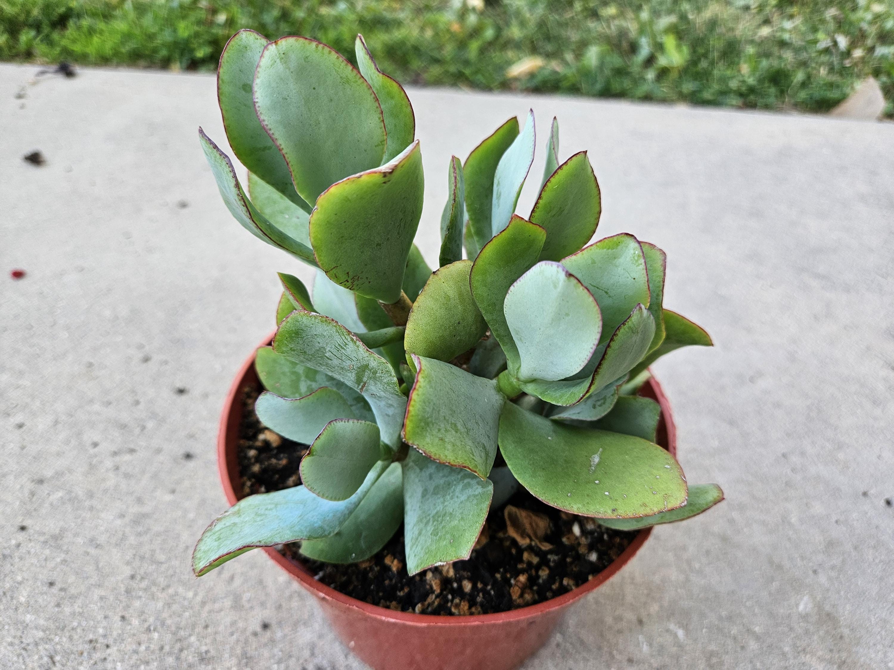 6" Ripple Jade
