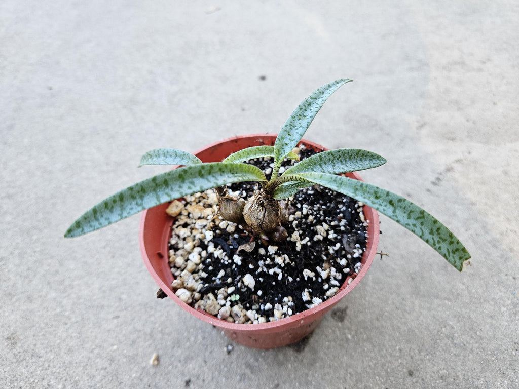 4" Silver Squill (Dwarf Size) - Ledebouria socialis 'Miner'