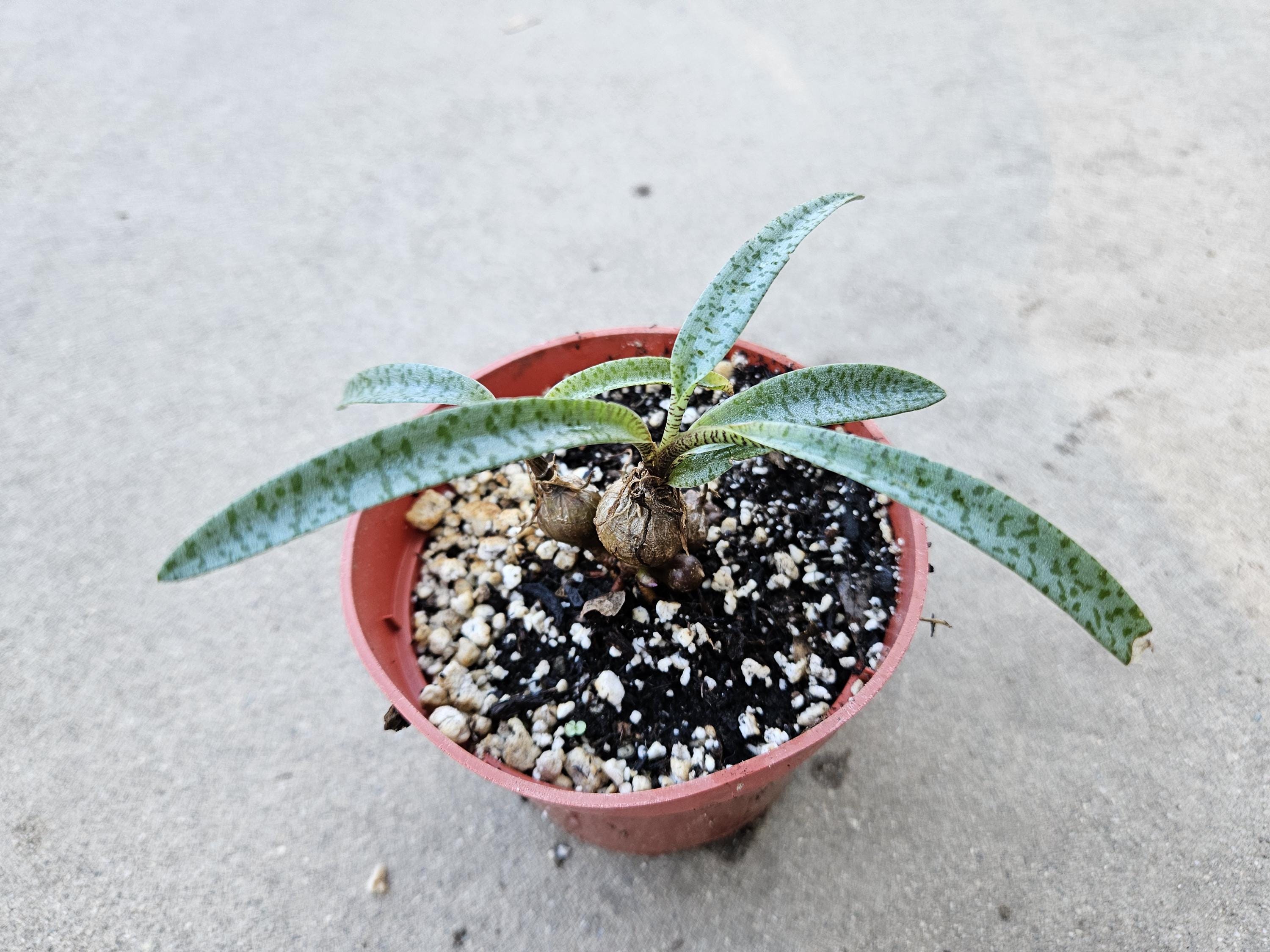 4" Silver Squill (Dwarf Size) - Ledebouria socialis 'Miner'