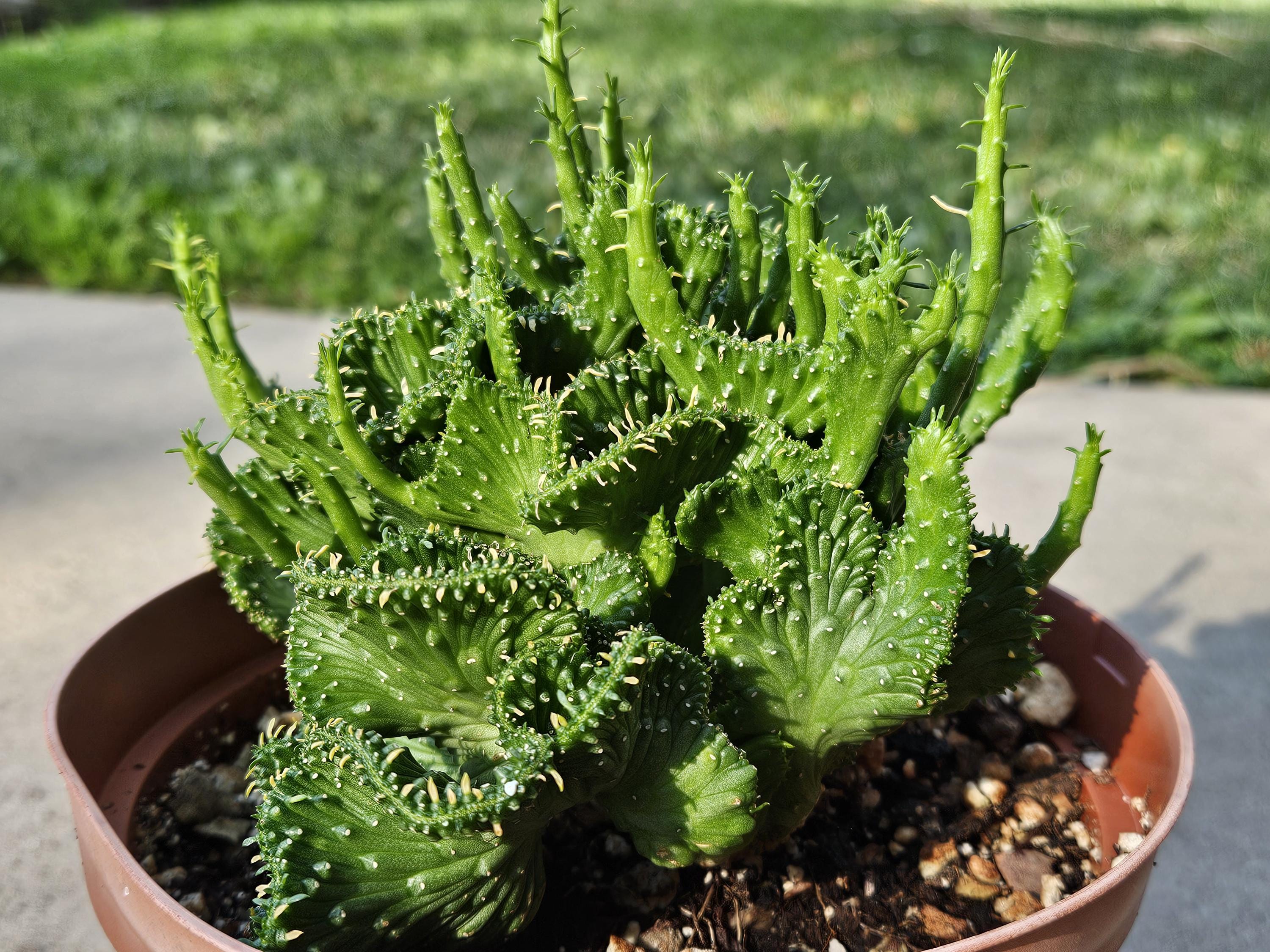 6" Crested Medusa's Head - Euphorbia Flanaganii