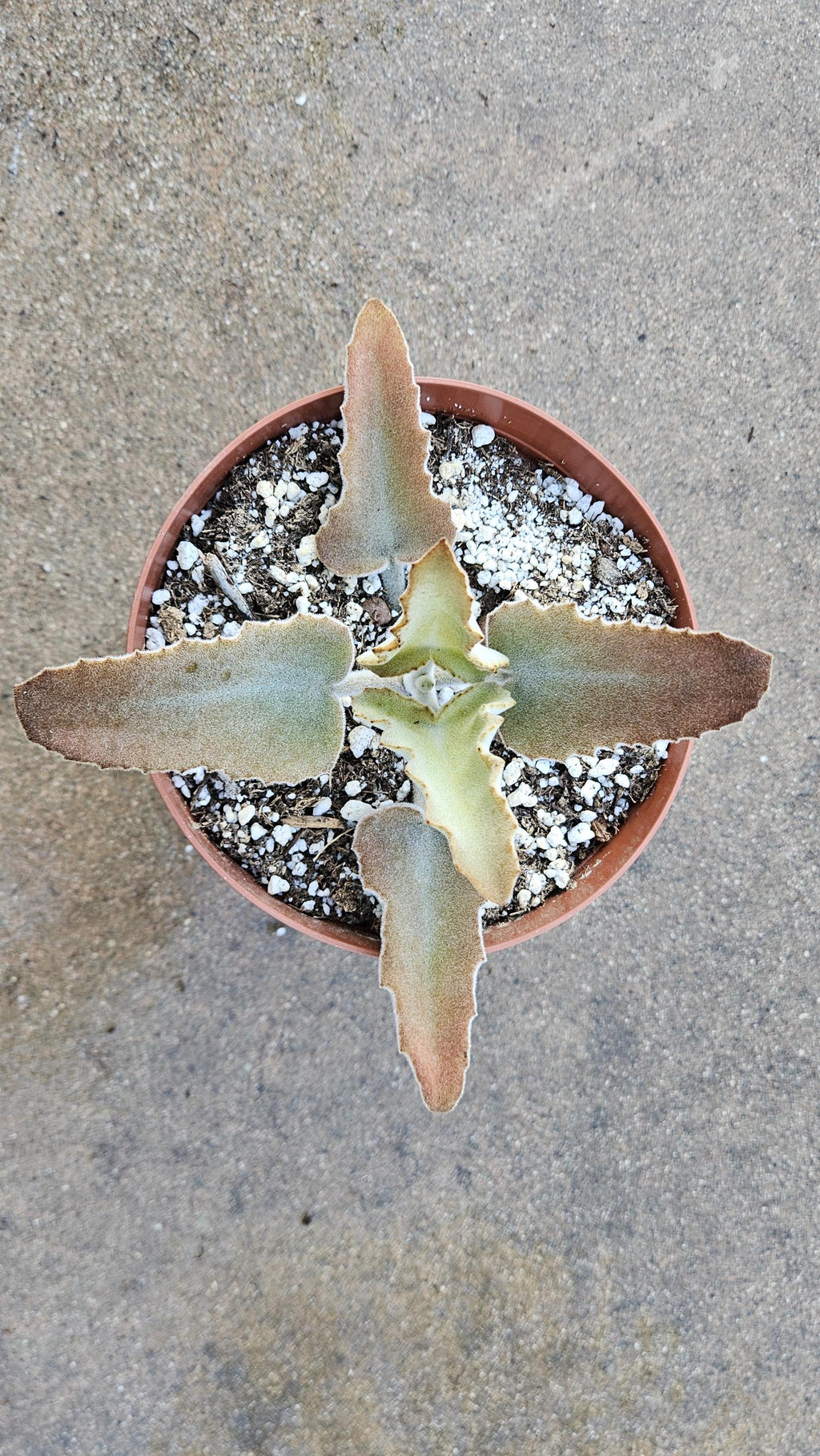 6" Kalanchoe Beharensis - Soft Fuzzy Succulent