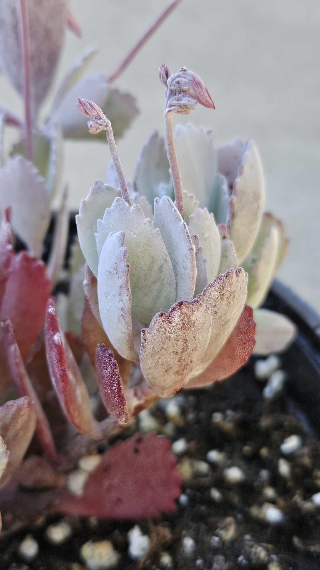 6" Kalanchoe Pumila - Flower Dust Plant - Quick Silver
