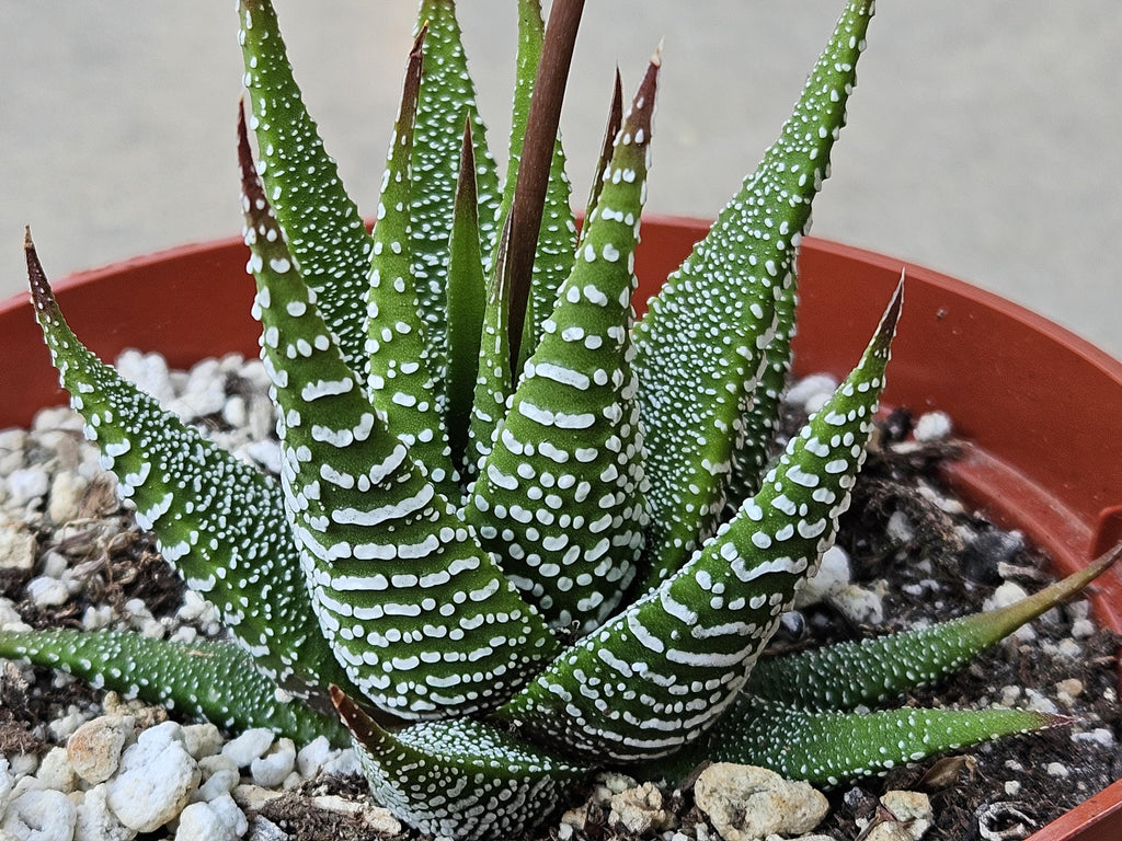 6" Haworthia Attenuata