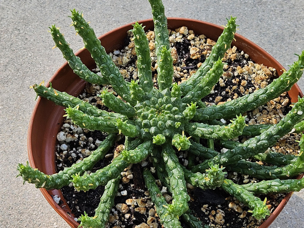 6" Medusa's Head Euphorbia