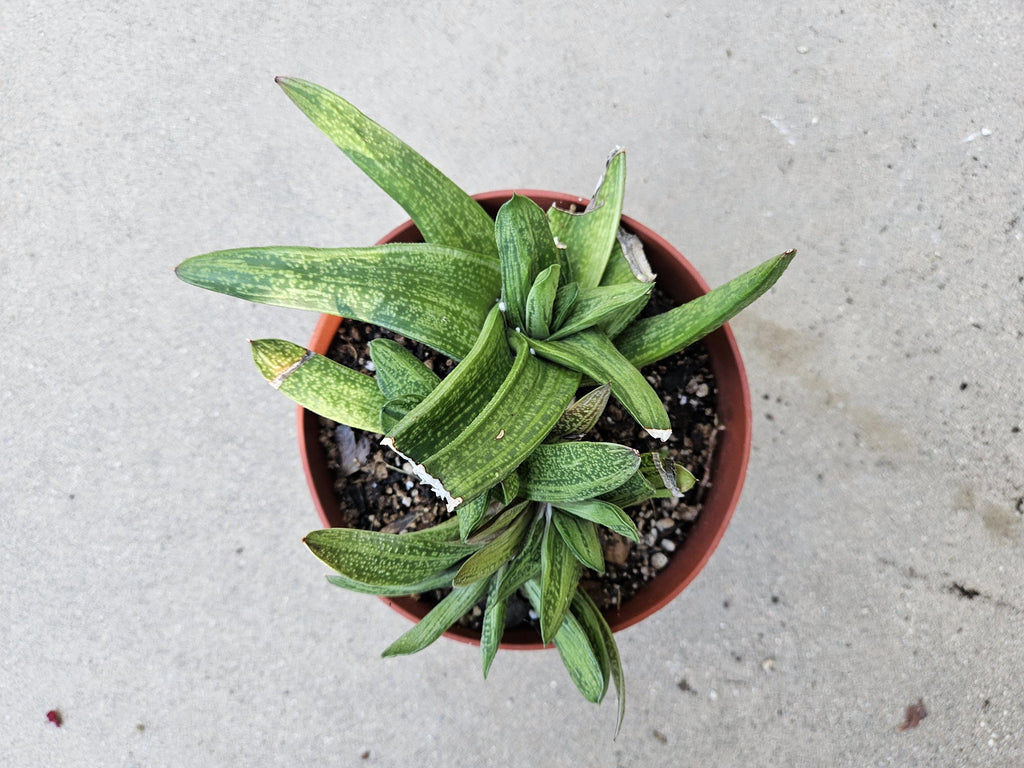 6" Gasteria 'Little Warty' - Low Light