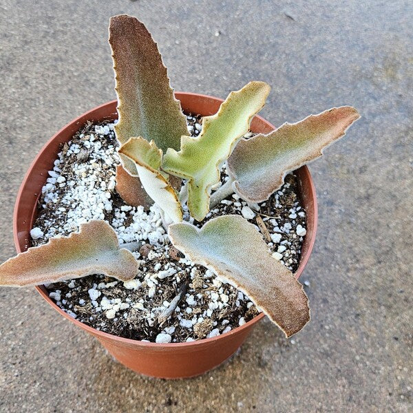 6" Kalanchoe Beharensis - Soft Fuzzy Succulent