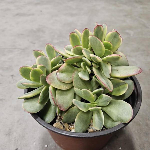 6" Crassula Swaziensis Variegated - Money Maker
