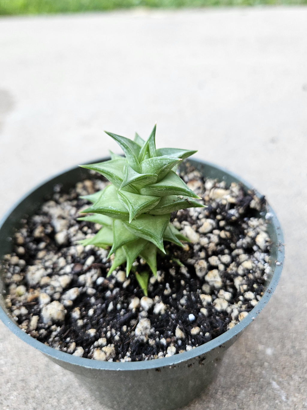Astroloba spiralis - Rare succulent