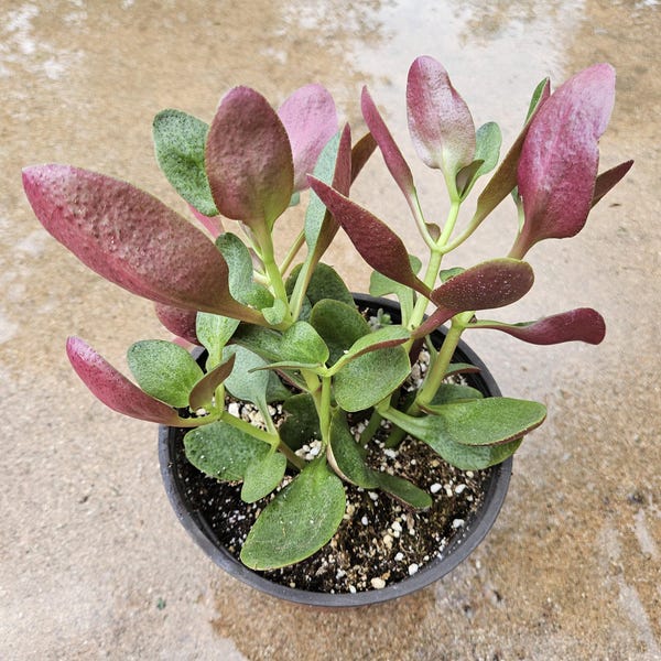 6" Crassula Streyi - Pondo Cliff Succulent