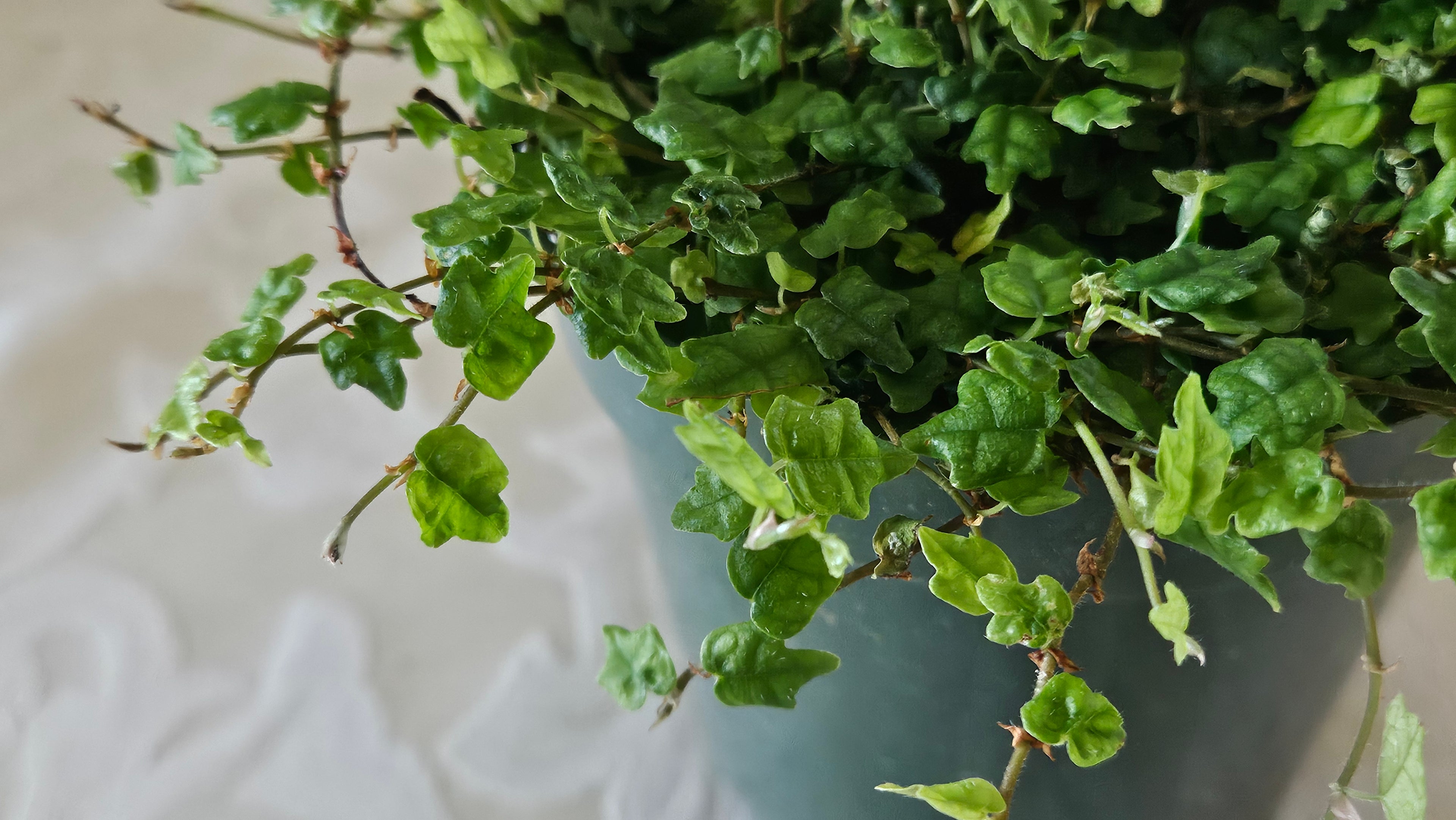 4" String of Frogs - Trailing Plant