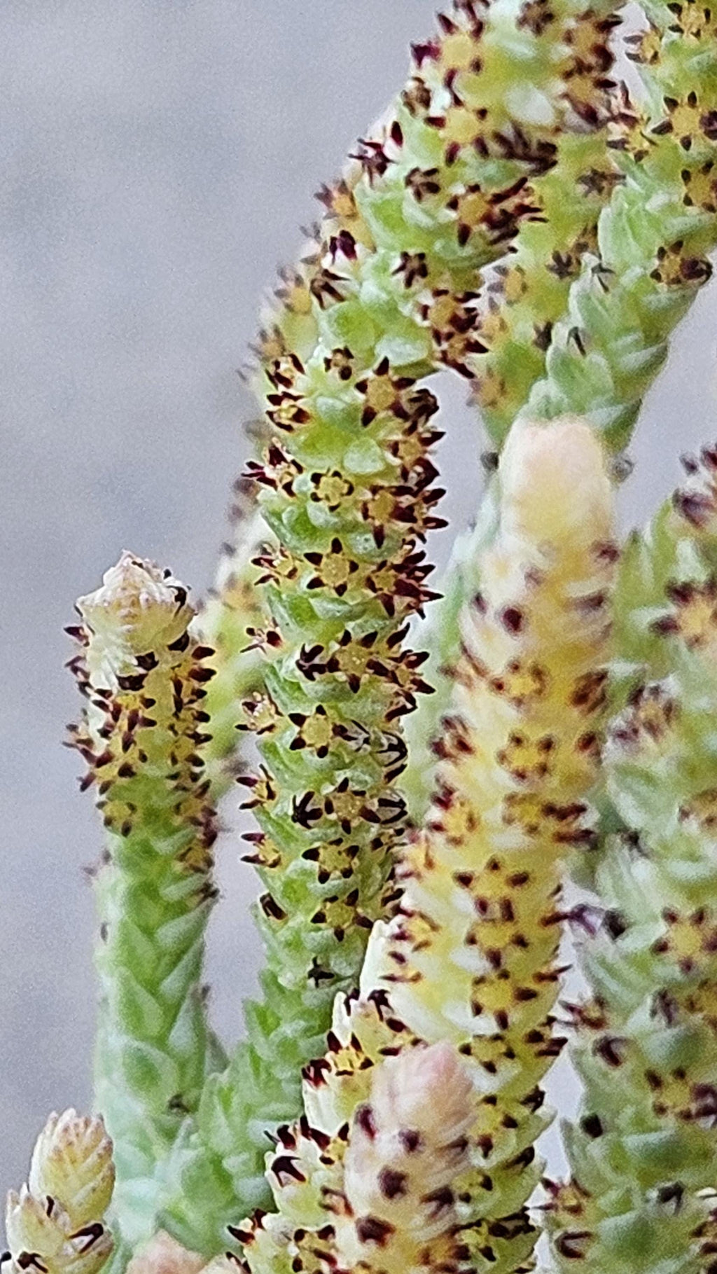 6" Variegated 'Watch Chain' Succulent