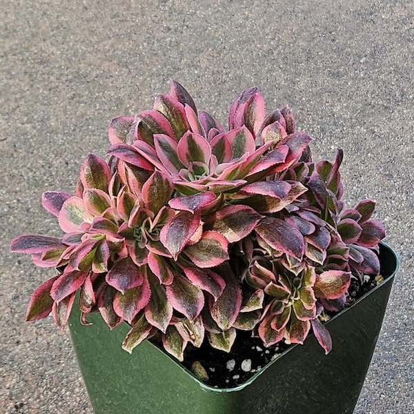 Rare Crested Pink Witch Aeonium - 4" Fasciated Succulent Plant