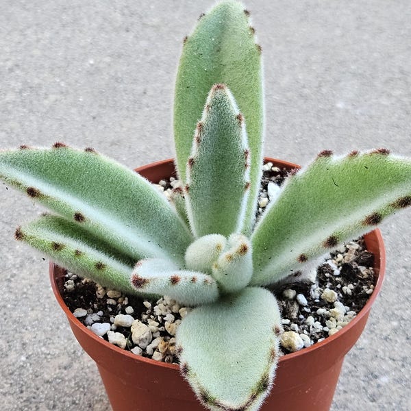 4" Kalanchoe tomentosa - Panda Plant