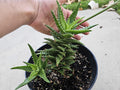 Aloe grown in 8" pot - Ships Bare Root