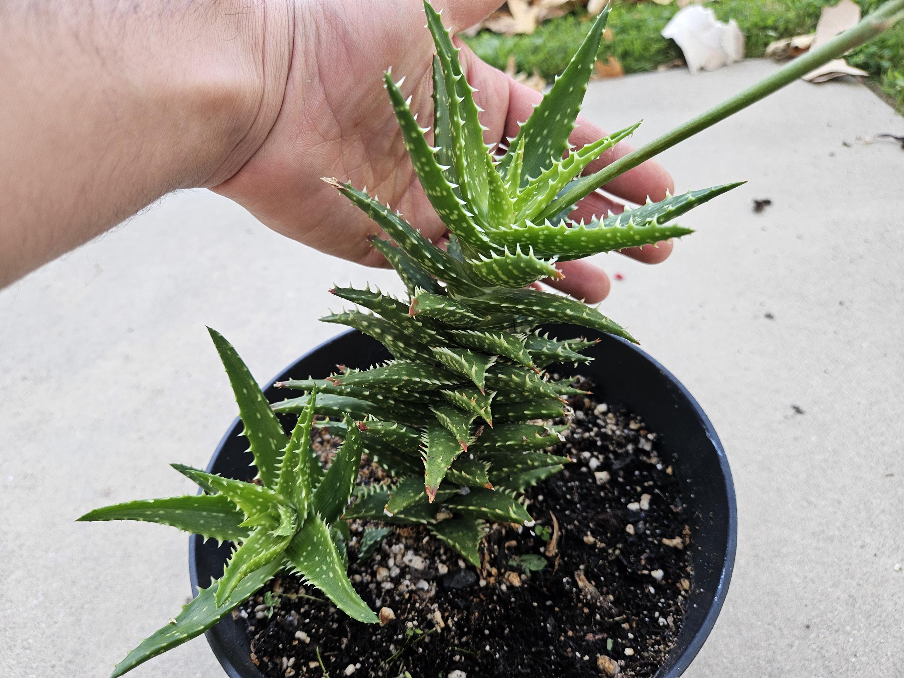 Aloe grown in 8" pot - Ships Bare Root