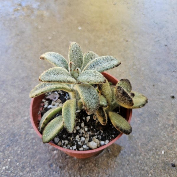 4" Kalanchoe tomentosa 'Chocolate Soldier' Mixed Pot