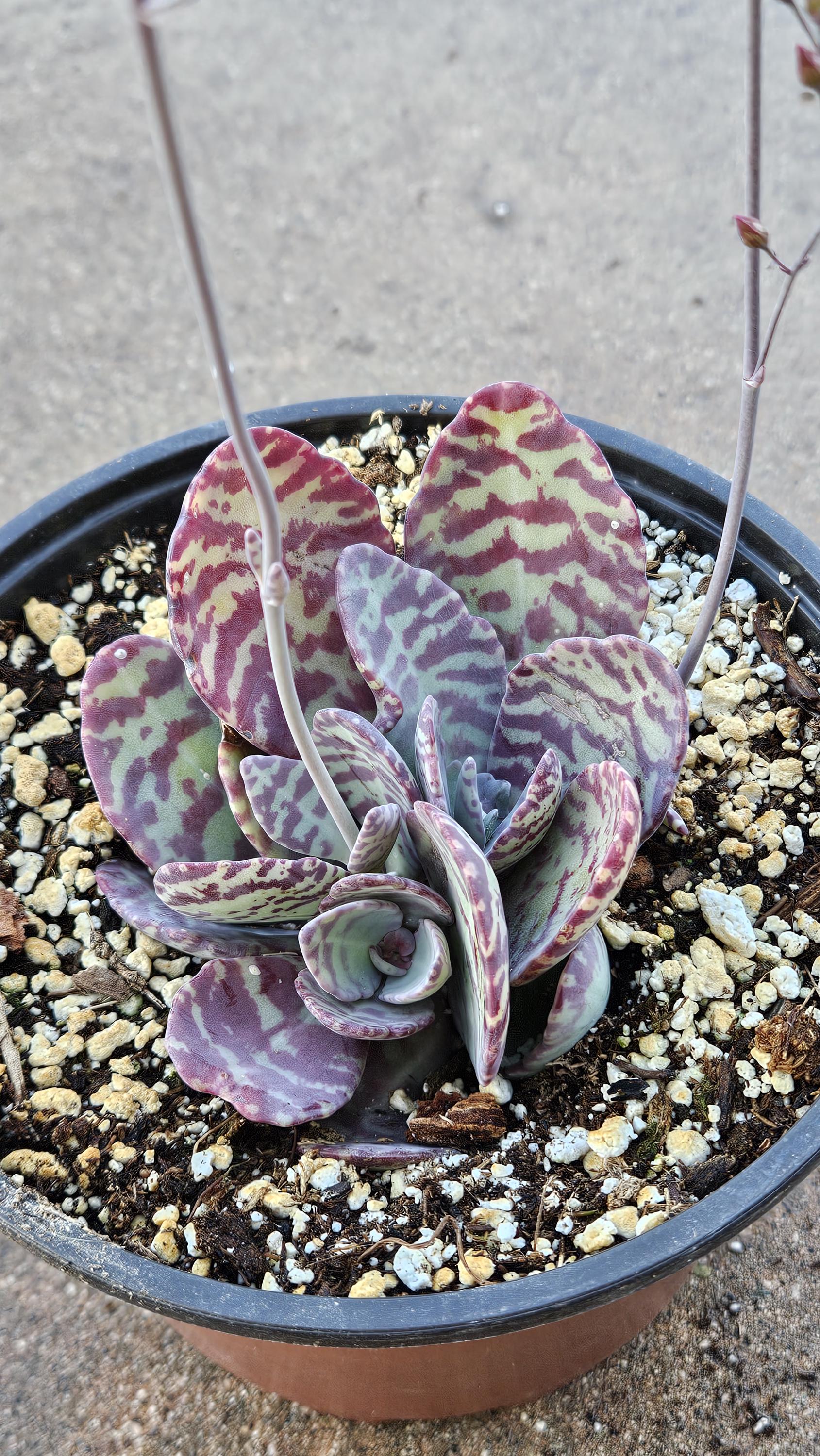 6" Desert Surprise - Kalanchoe humilis - Rare Succulent - Red Variegated