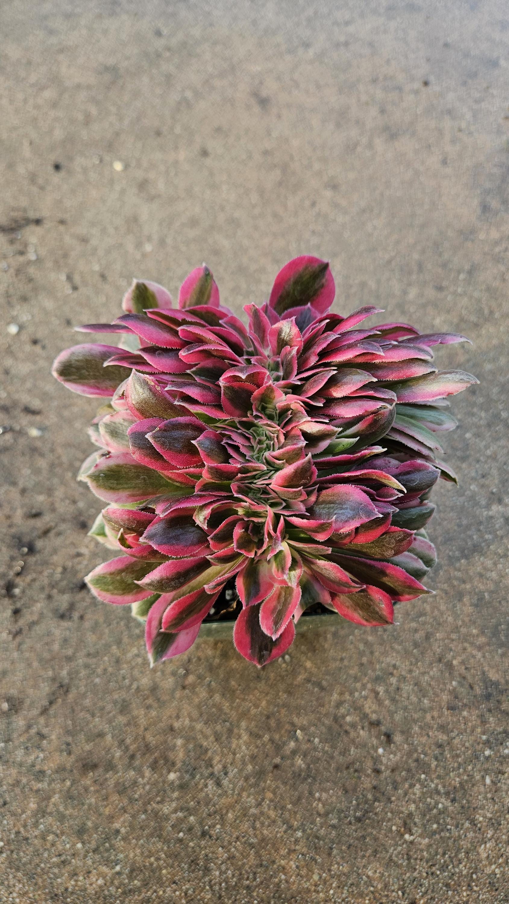 Rare Crested Pink Witch Aeonium - 4" Fasciated Succulent
