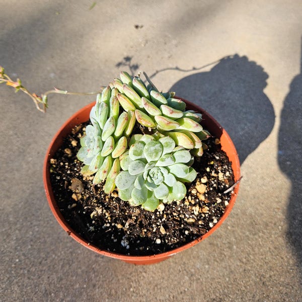 6" Echeveria Cluster - Unique Echeveria