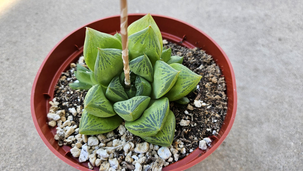 6" Haworthia Cuspidata