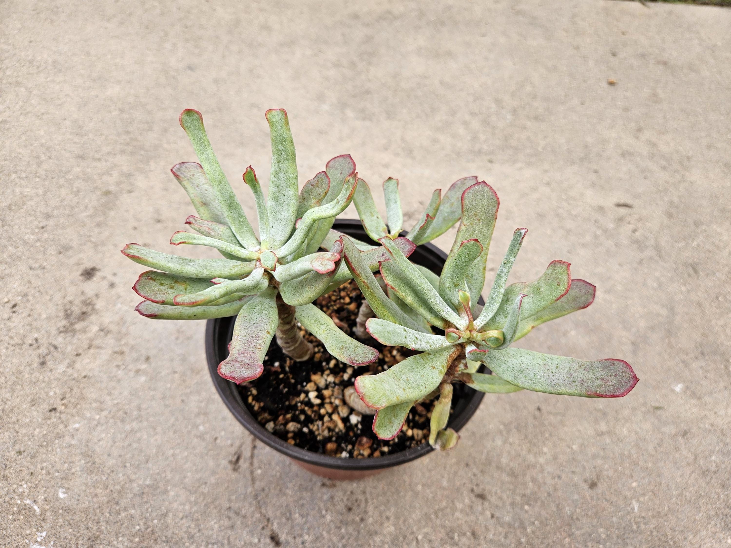 6" Cotyledon Orbiculata var. flanaganii