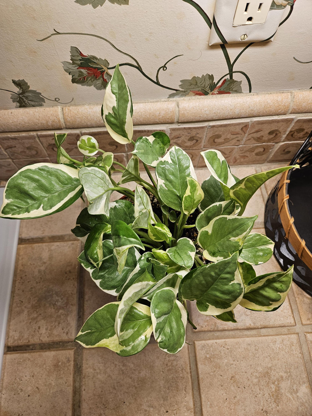 6" Pothos N'joy - Low Maintenance Trailing Houseplant