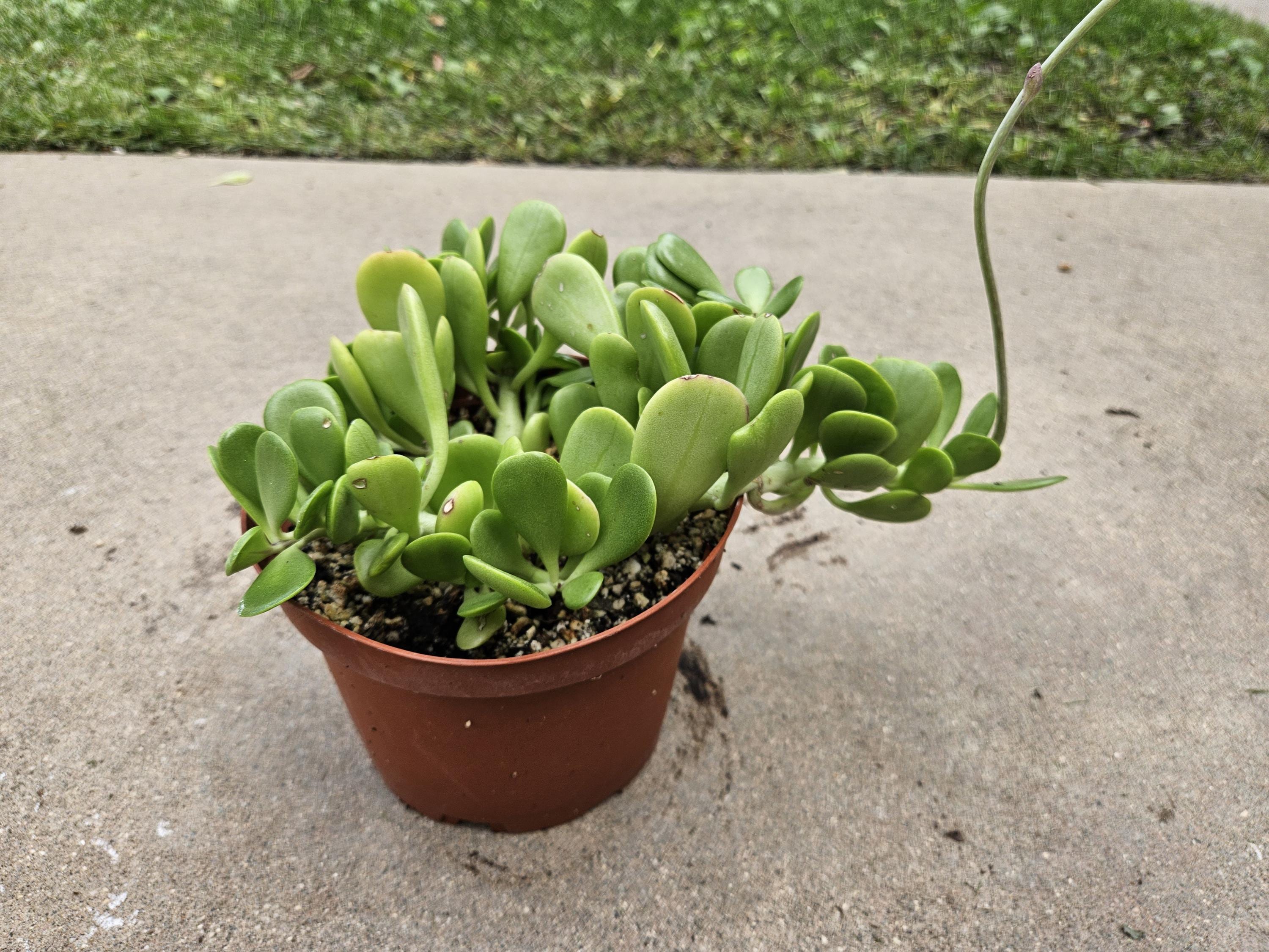 6" Senecio Jacobsenii - Vining Jade (Turns Pink in Sunlight)