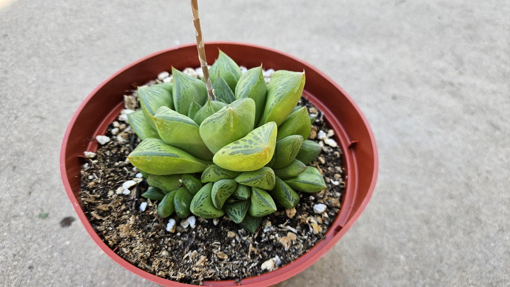 6" Haworthia Cuspidata