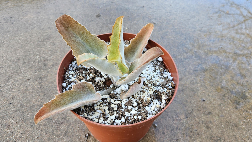 6" Kalanchoe Beharensis - Soft Fuzzy Succulent