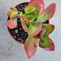 6" Kalanchoe Dragonfire - Flapjack Kalanchoe - Bright Red