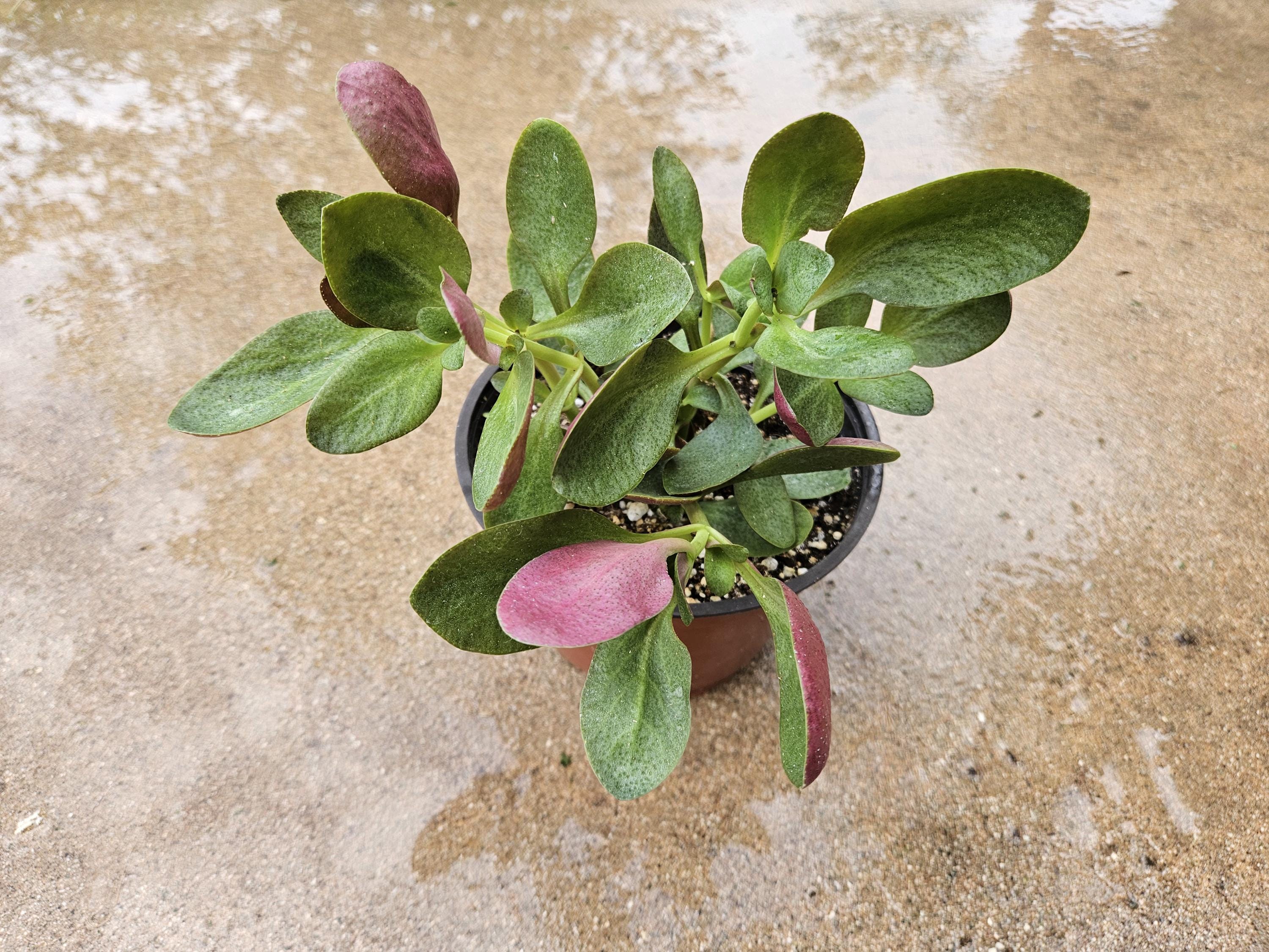 6" Crassula Streyi - Pondo Cliff Succulent