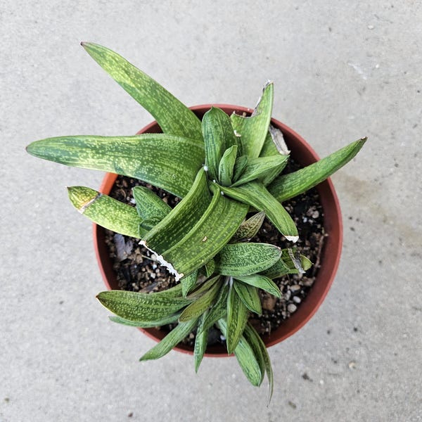 6" Gasteria 'Little Warty' - Low Light