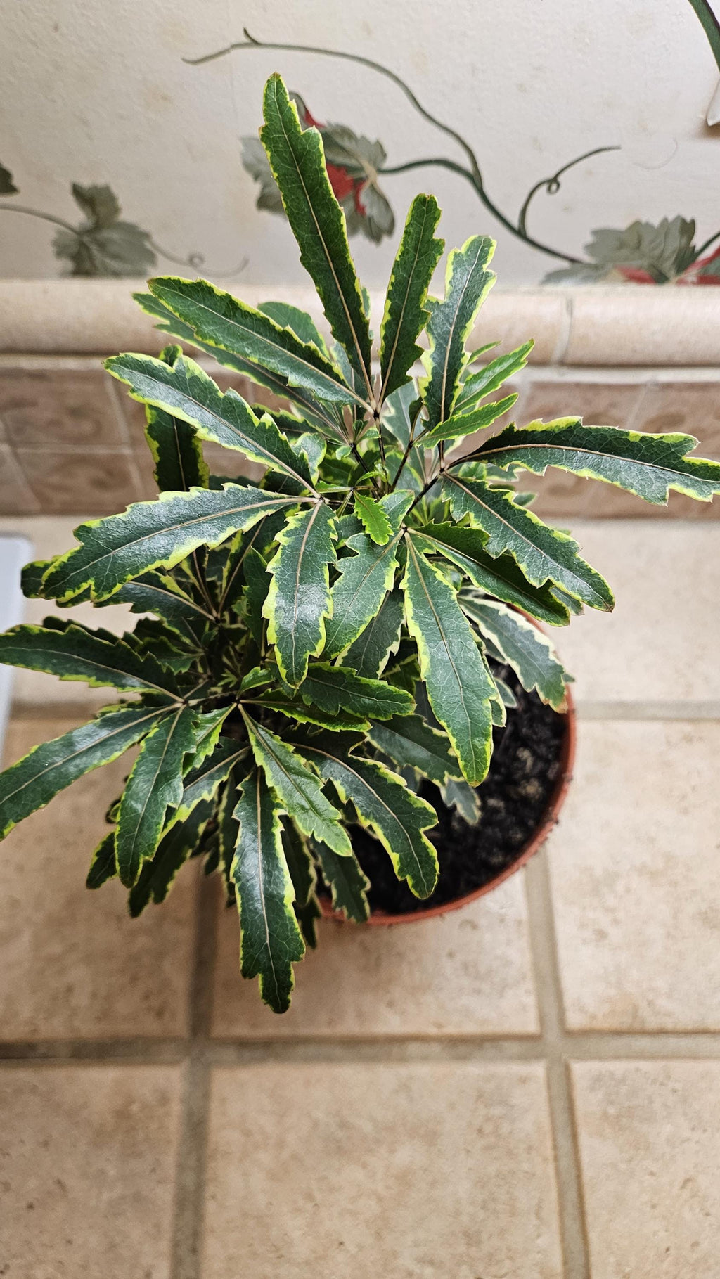 6" Spider Aralia Houseplant - Plerandra Elegantissima - False Aralia