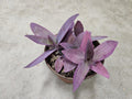 6" Purple Queen - Tradescantia Pallida