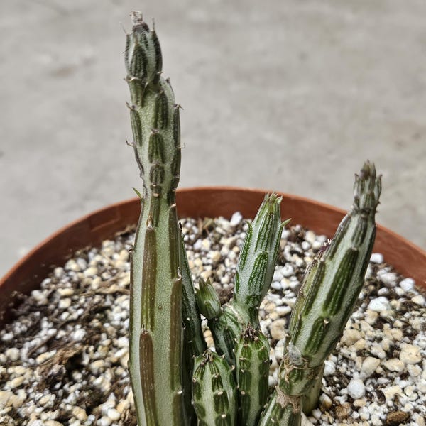 6" Pickle Plant - Senecio stapeliiformis