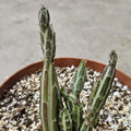 6" Pickle Plant - Senecio stapeliiformis