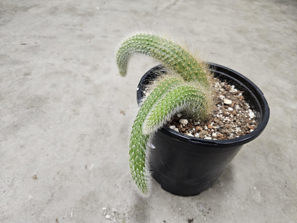 6" Monkey Tail Cactus