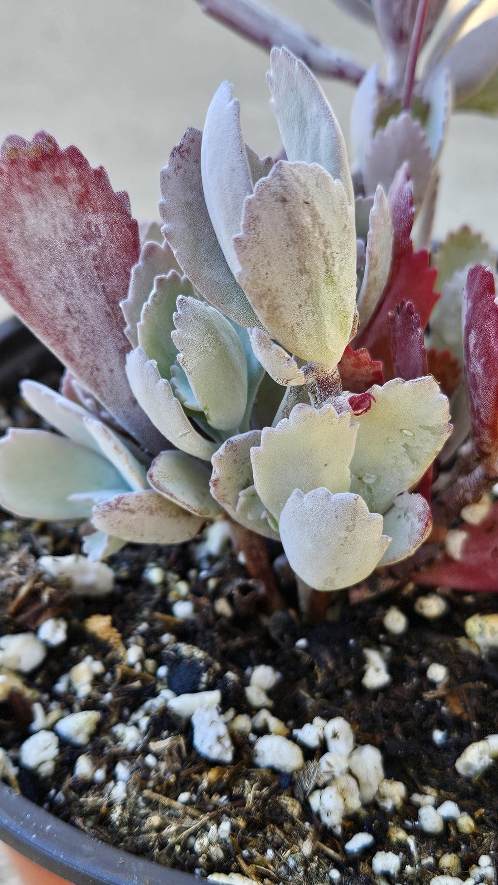 6" Kalanchoe Pumila - Flower Dust Plant - Quick Silver