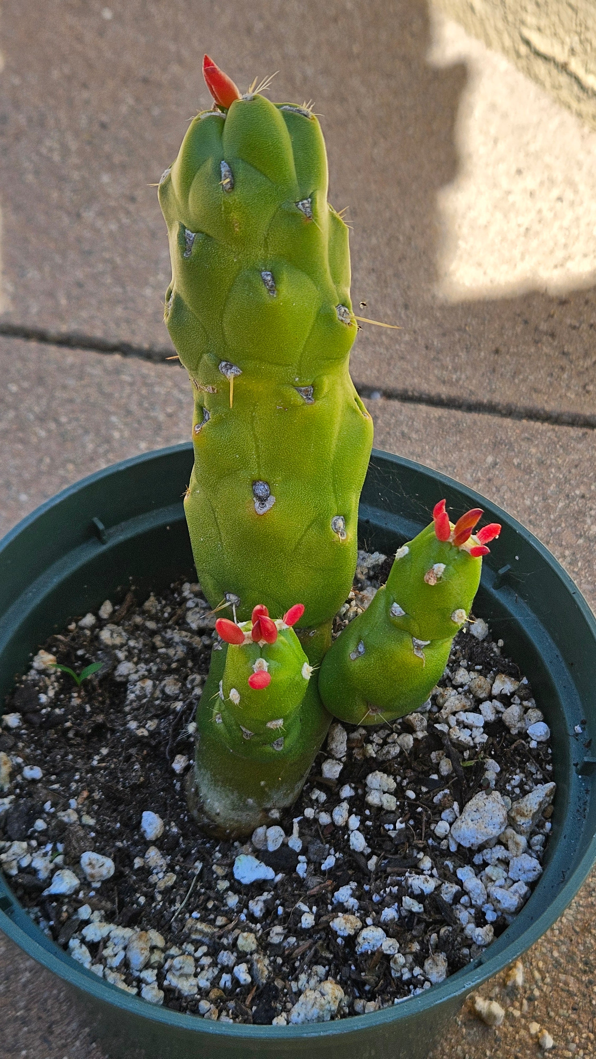 5" Eves Pin Cactus