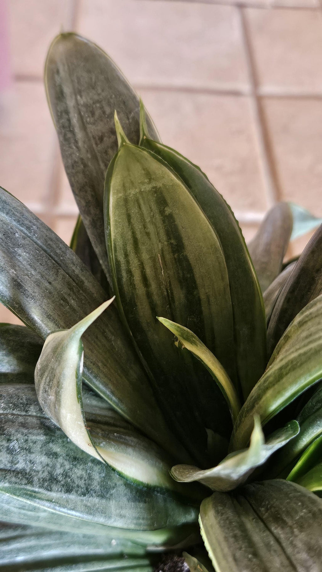 Silver Hahnii Snake Plant - Bird's Nest Sansevieria Bare Root