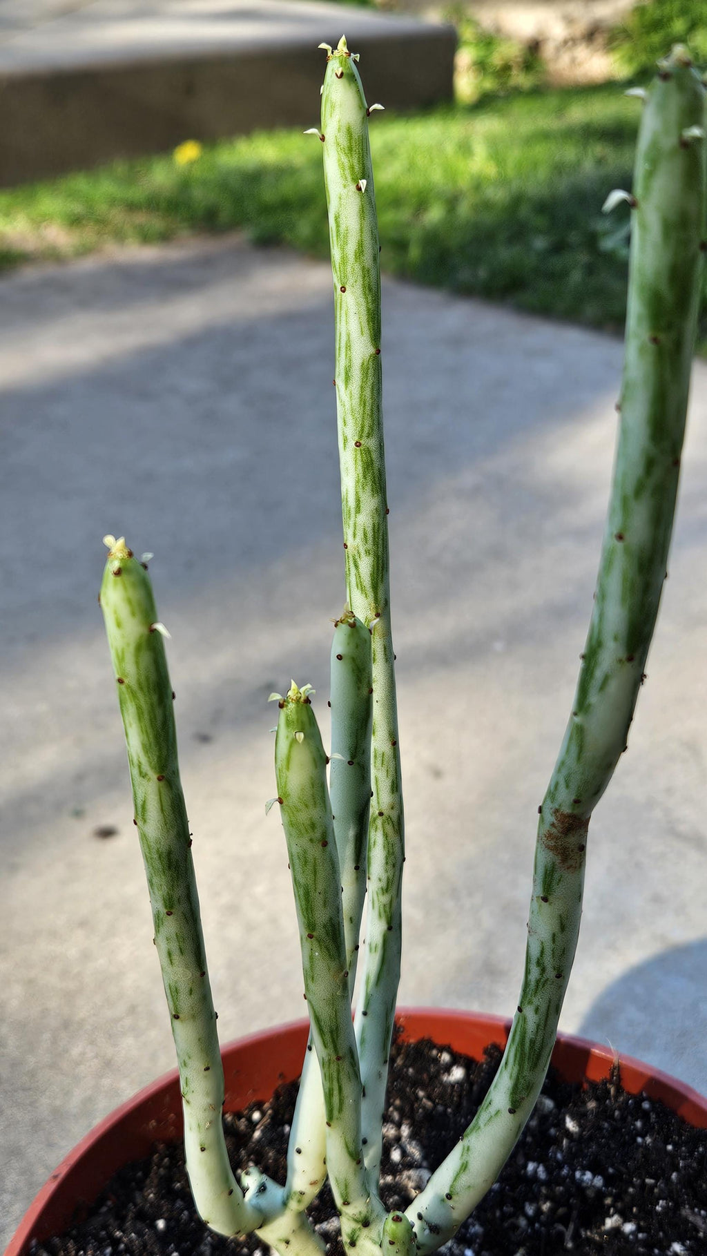 6" Euphorbia Leucodendron Variegated - Rare Succulent