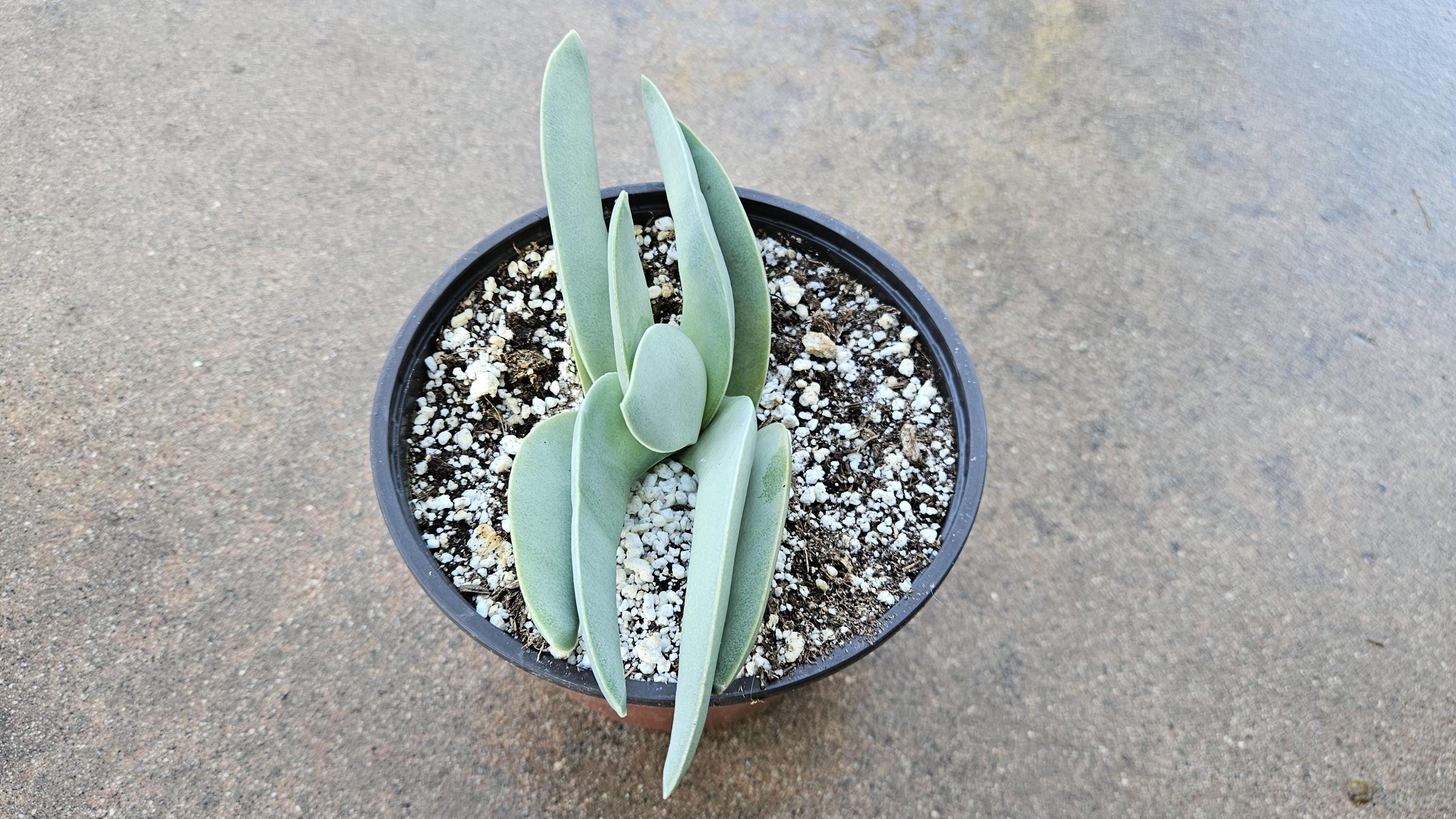 6" Propeller Plant