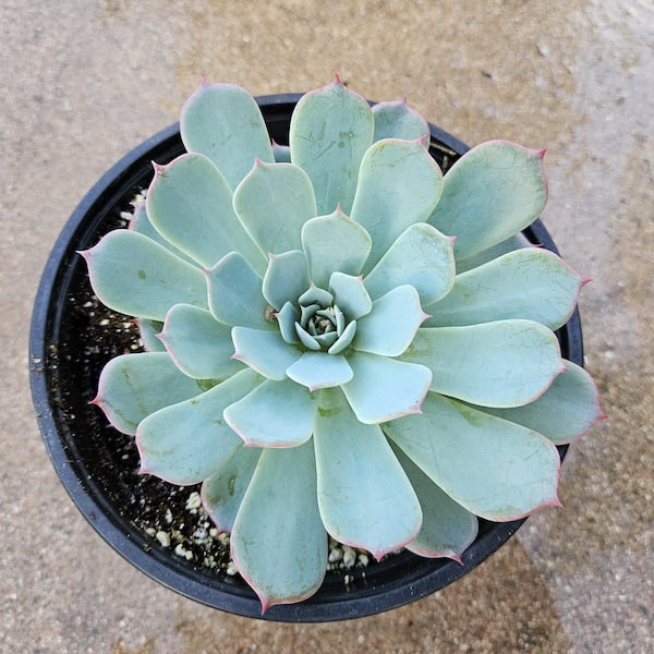 6" Echeveria Tuxpanensis