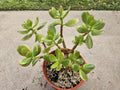 6" Jade Plant - Crassula Ovata