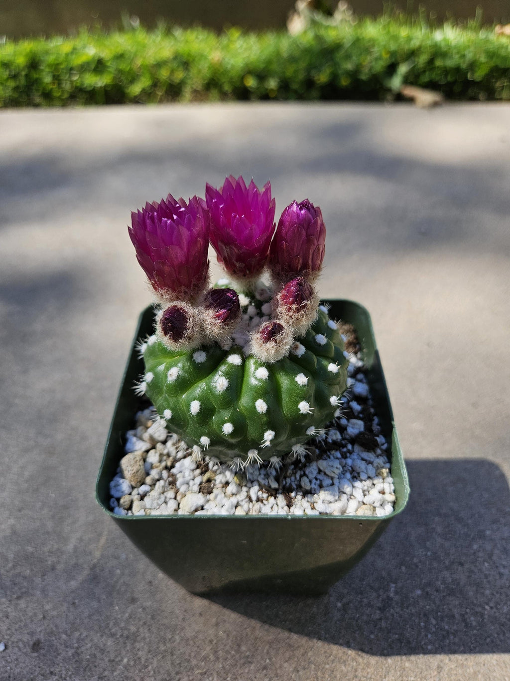 4" Parodia/Notocactus - Blooming Cactus