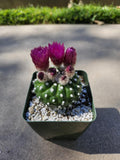 4" Parodia/Notocactus - Blooming Cactus